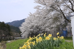 水仙と桜