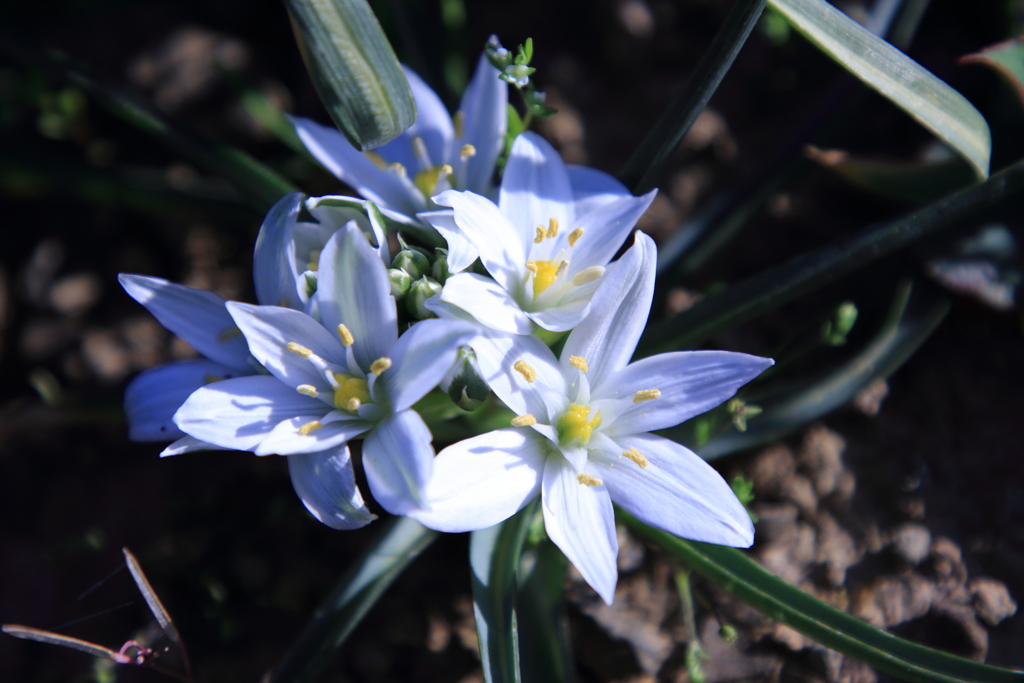 庭に咲く　大甘菜