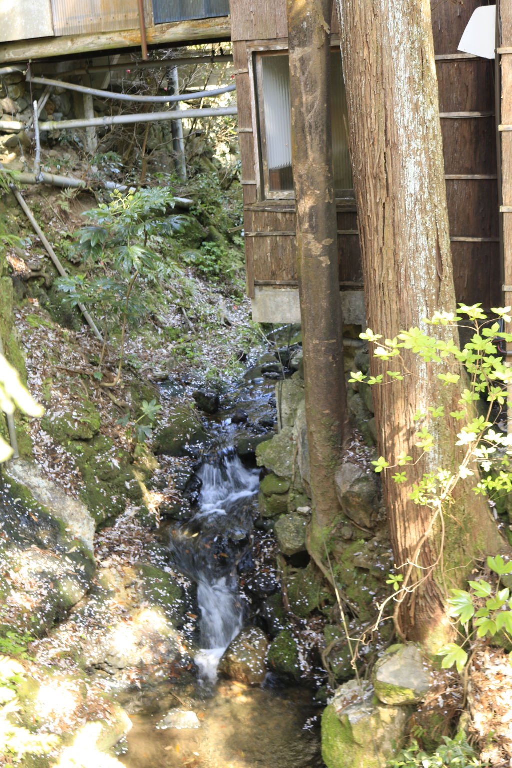 花弁に埋まる渓流