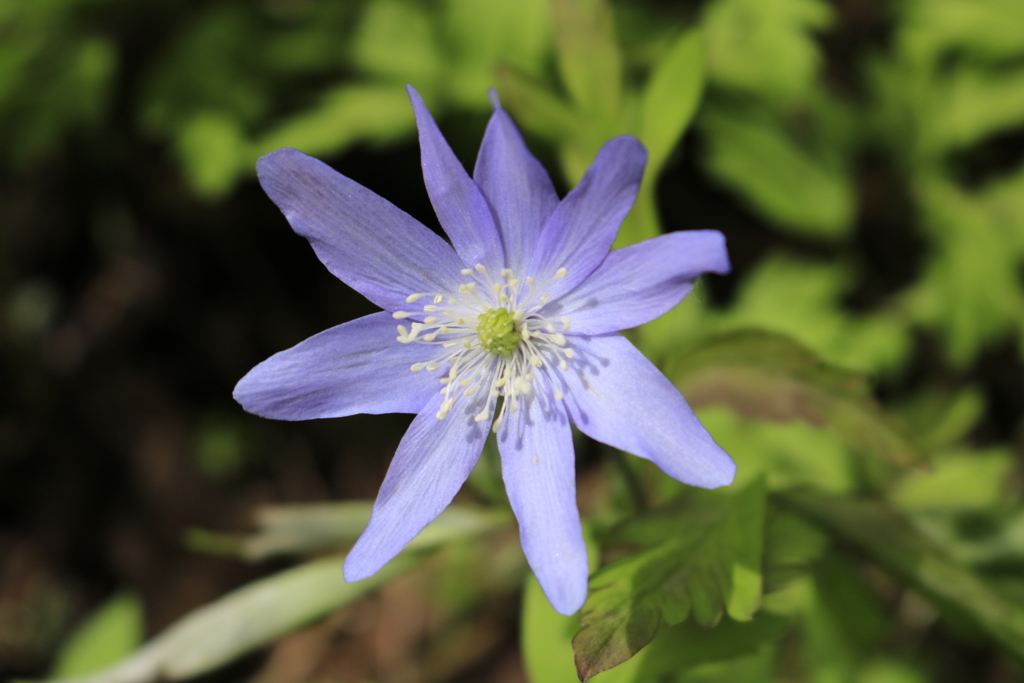 山の花