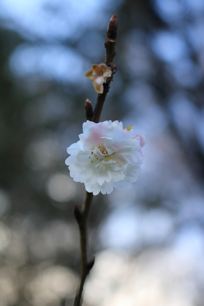 十月桜