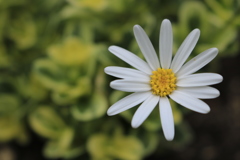 ホワイトディジー