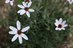 ローダンマセム