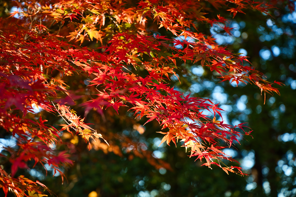 金比羅台の紅葉