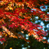 金比羅台の紅葉