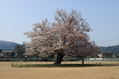 校庭に咲く桜