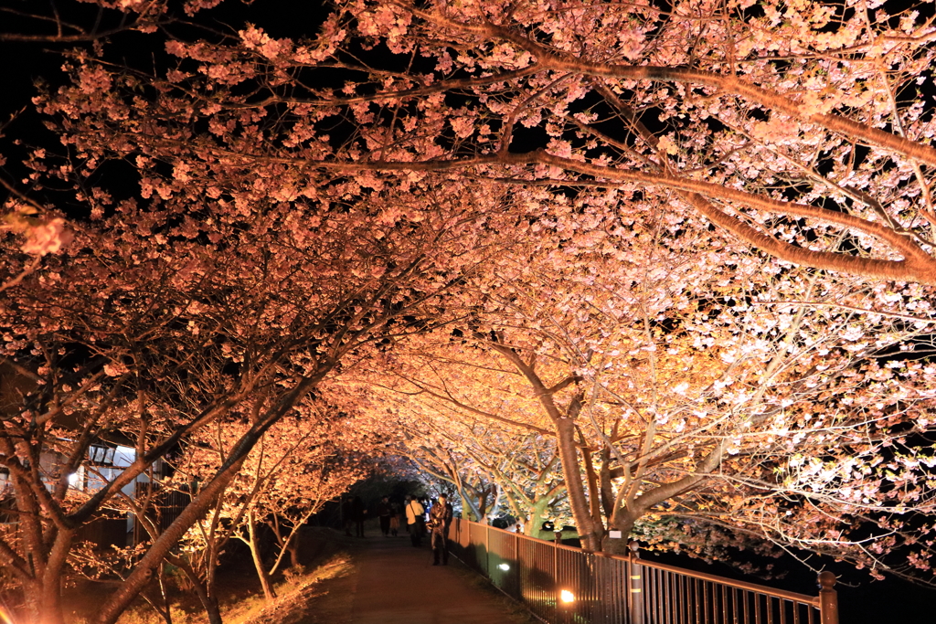 河津夜桜 vol.1