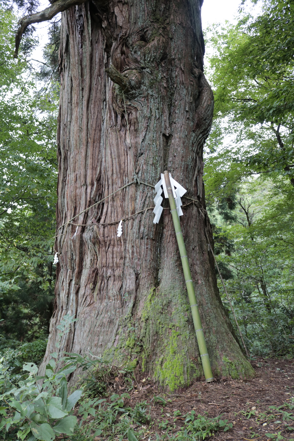 稲荷の大杉