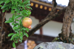 雨宿りにて