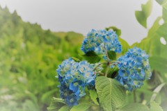 大安禅寺　紫陽花