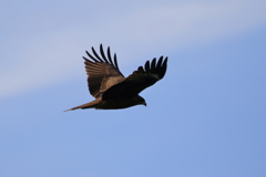 鳶１