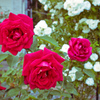 薔薇（赤）No77