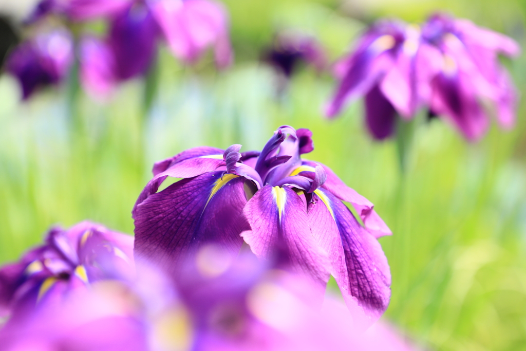 花菖蒲