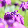花菖蒲