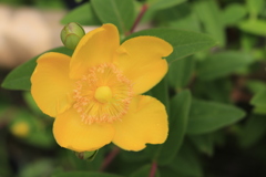 大安禅寺の薔薇園4