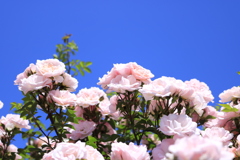 オープンガーデンの薔薇3