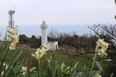 越前岬灯台と水仙