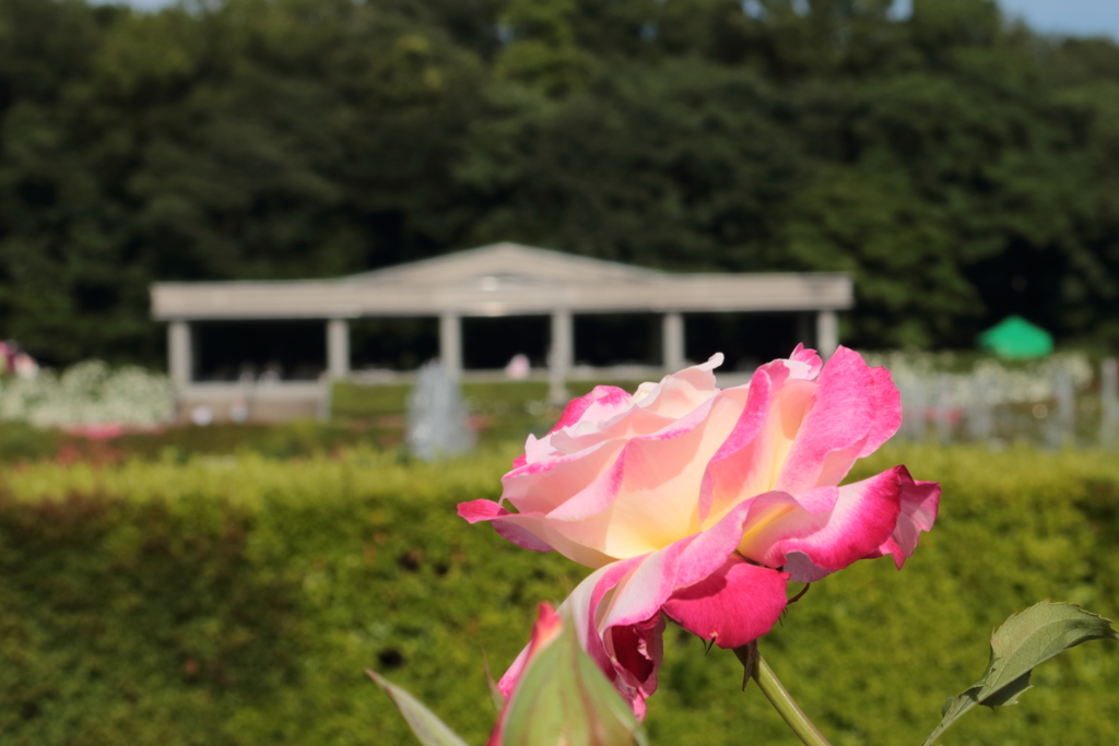 調布神代植物公園にて Vol.4