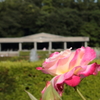 調布神代植物公園にて Vol.4