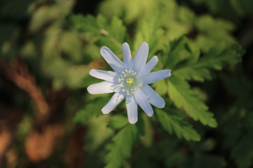 菊咲一華
