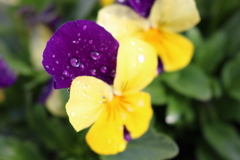 雨の止み間に 1