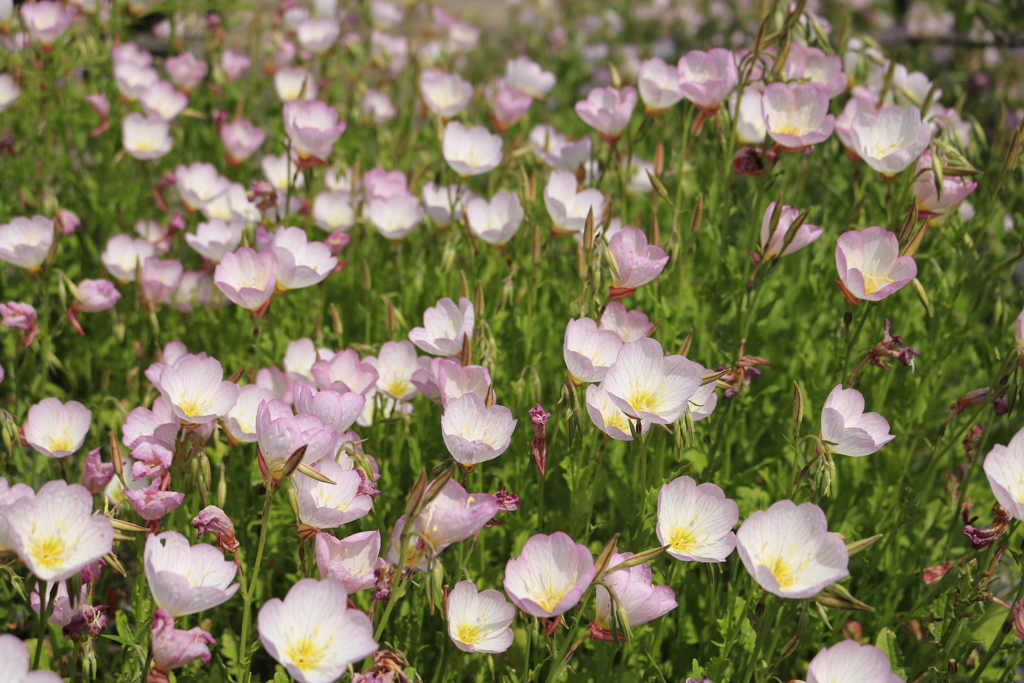 ヒルサキモモイロツキミソウ