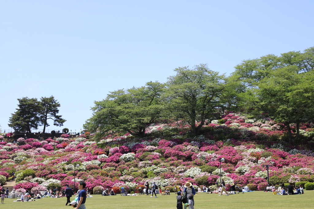 西山公園　つつじ祭り1