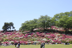 西山公園　つつじ祭り1