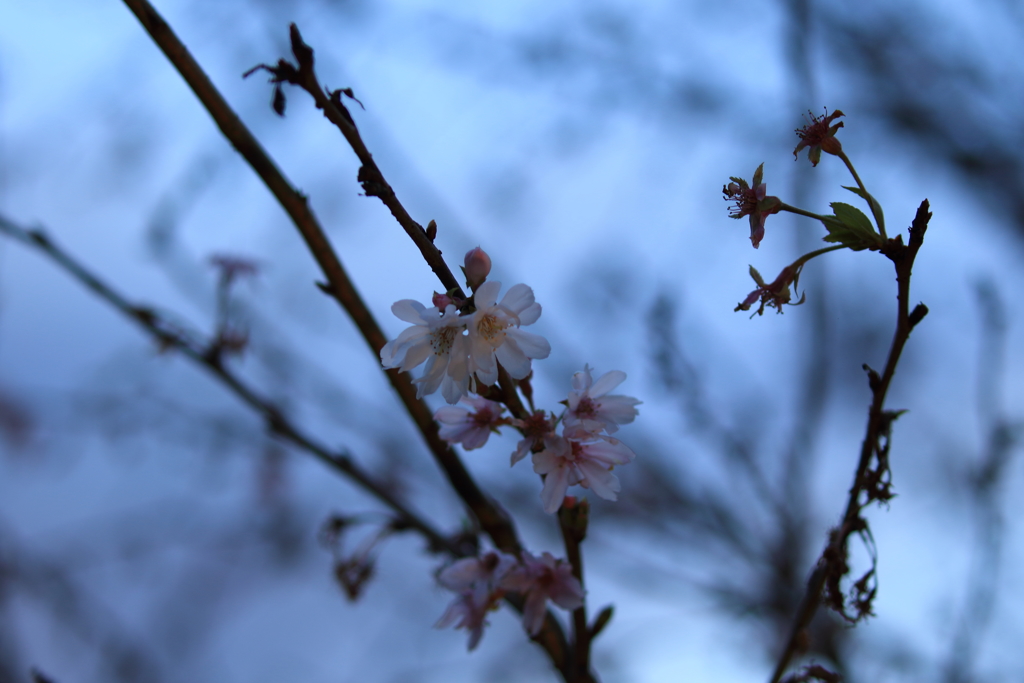 冬桜