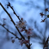 冬桜