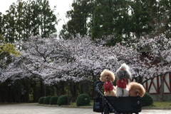 通りがかりの犬と桜