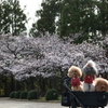 通りがかりの犬と桜