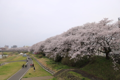 桜並木