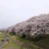 桜並木