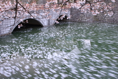 福井城　御本城橋　花筏