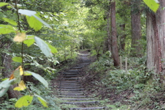 大杉参道