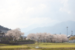 ご近所の桜７
