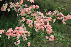 木瓜（ボケ）