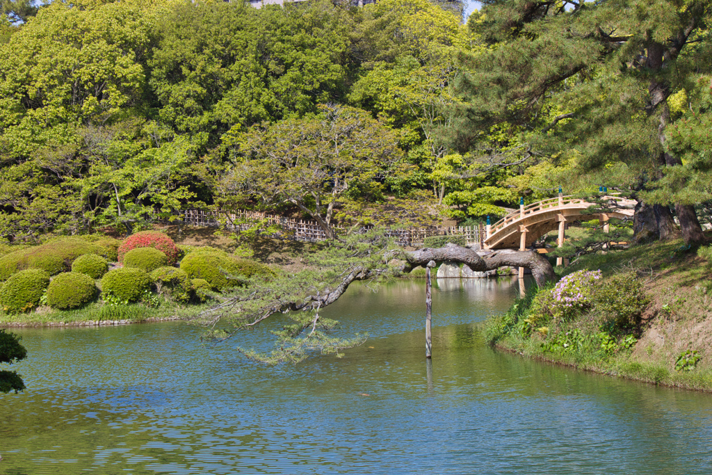 池上松