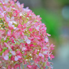 徒花