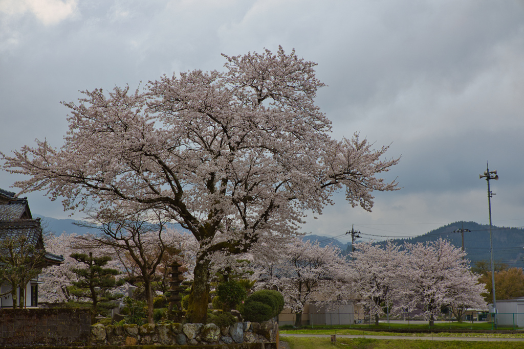 ご近所の桜５