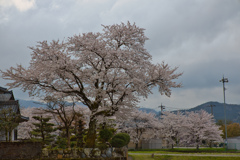 ご近所の桜５