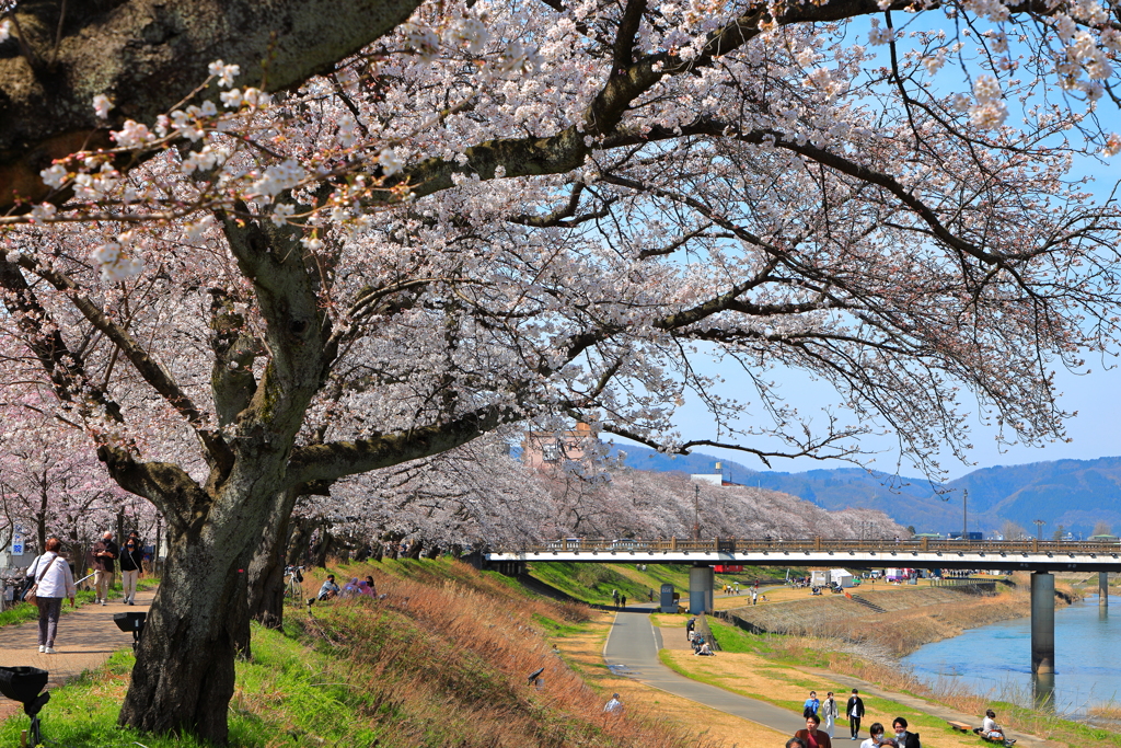 桜橋