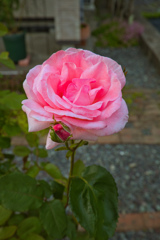 薔薇（ピンク）No.78