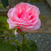 薔薇（ピンク）No.78