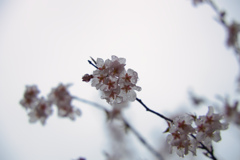 薄墨桜