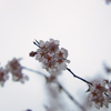 薄墨桜