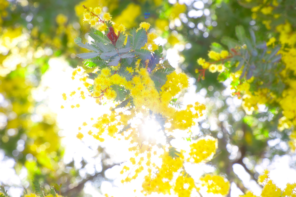 Vitality