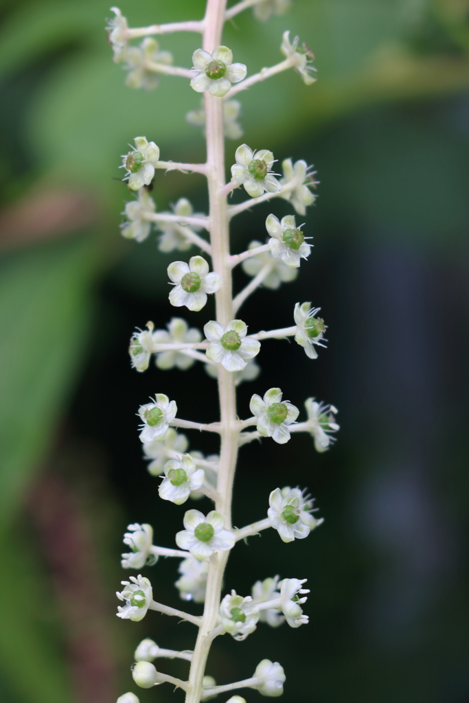 庭に咲く花　Vol.119