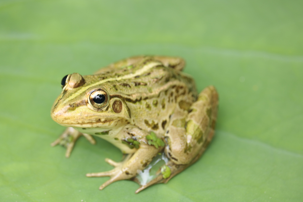 カエル